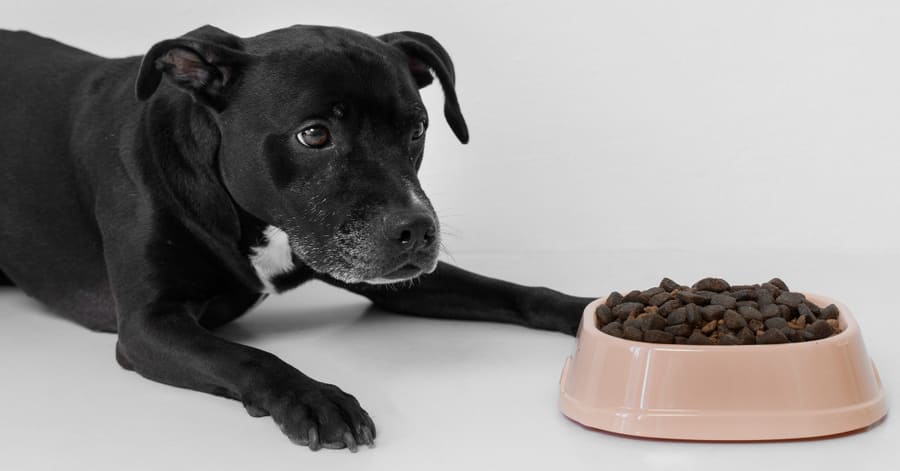 Saiba mais sobre os benefícios das rações sem cereais para cães