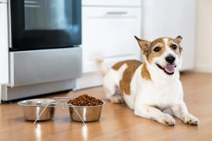 Um guia completo para os melhores alimentos sem cereais para o seu cão