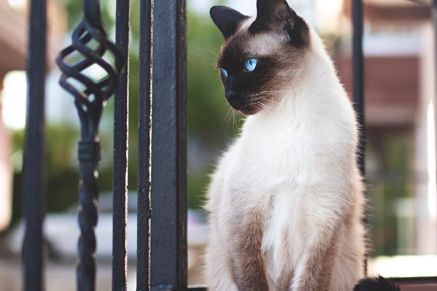 Gato Balinês