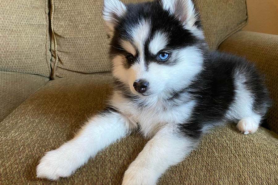 POMSKY