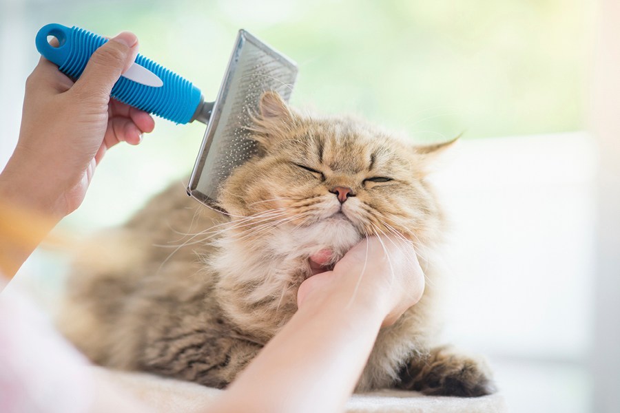 Queda de pelo nos gatos