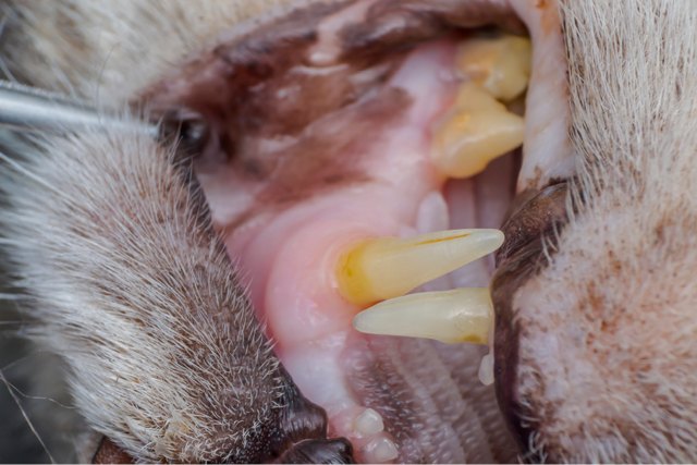 Porque é que o tártaro se forma nos dentes do gato?