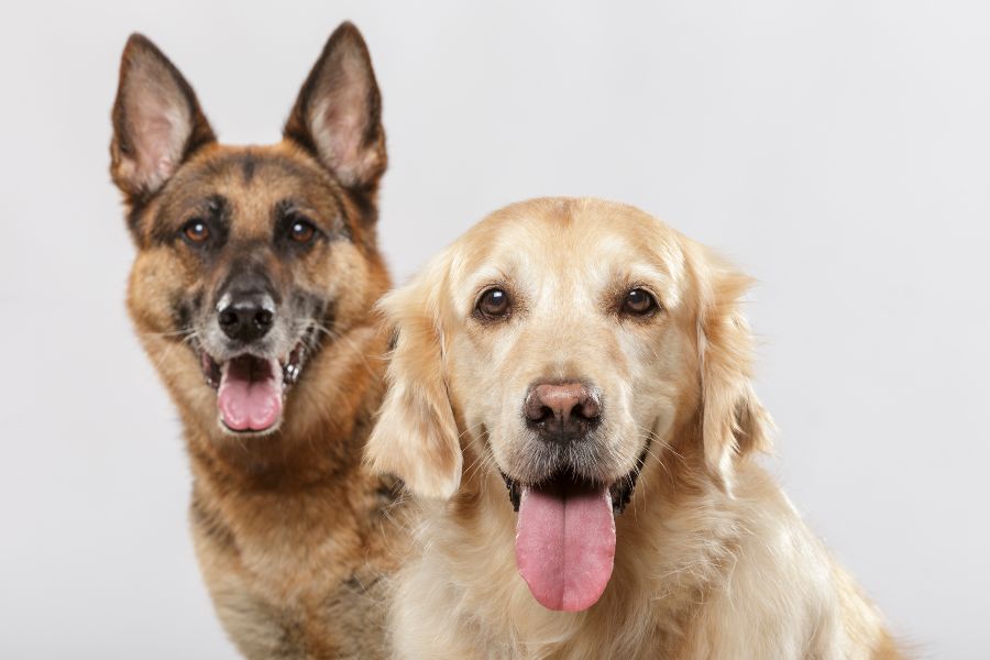 Cães-que-soltam-muito-pelo