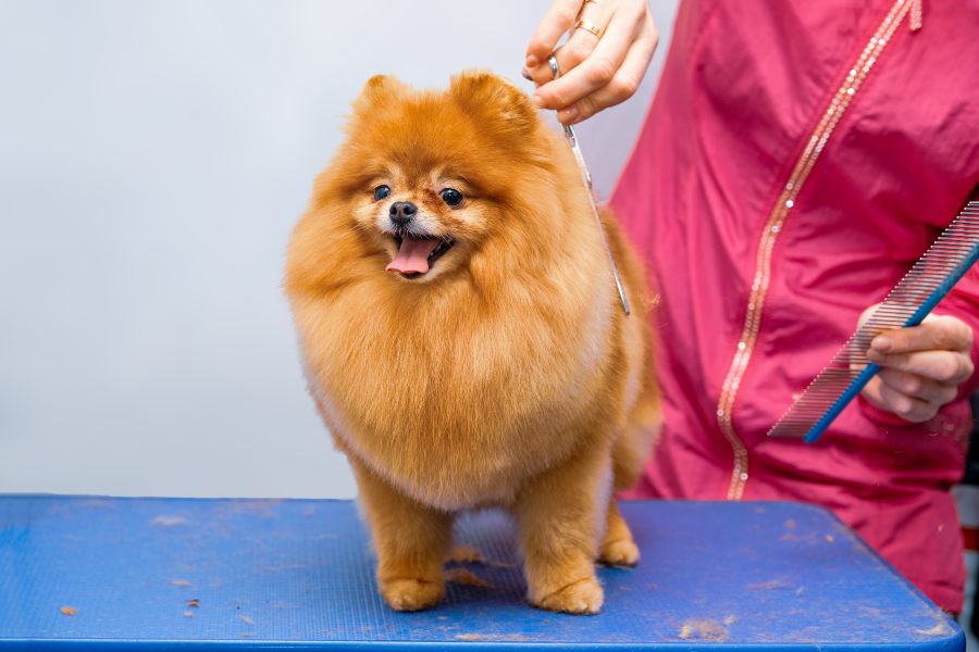 Corte-de-pelo-para-a-lulu-da-pomerânia