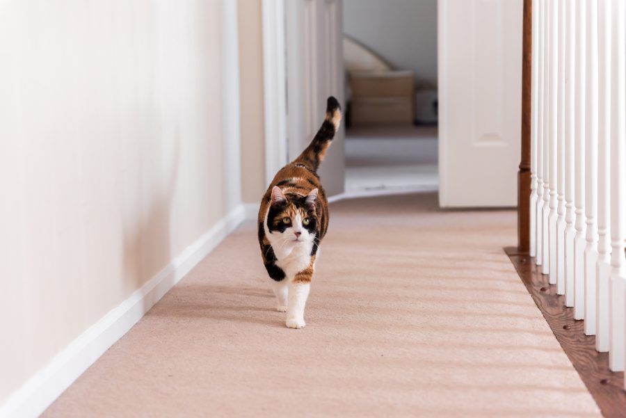 O que fazer quando deixas o teu gato sozinho em casa