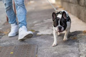 Os melhores arneses para cães pequenos