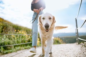 Planos-com-cães