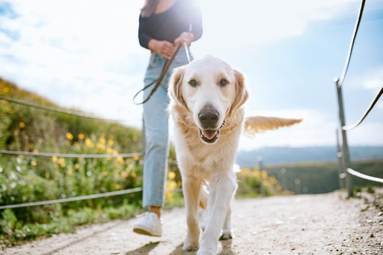 Planos com cães no verão