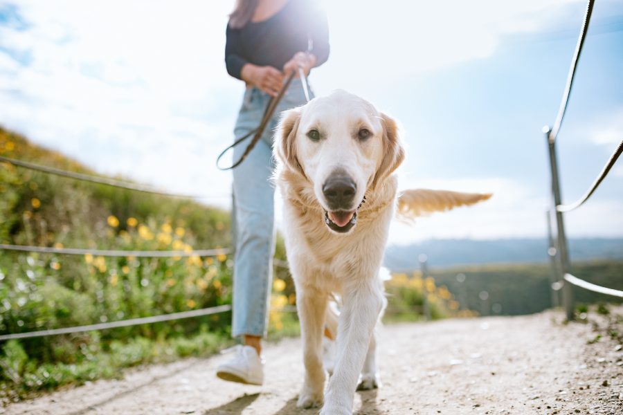 Planos-com-cães