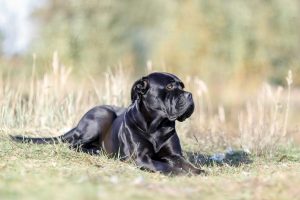 cane-corso