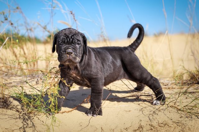 cane-corso-bebe