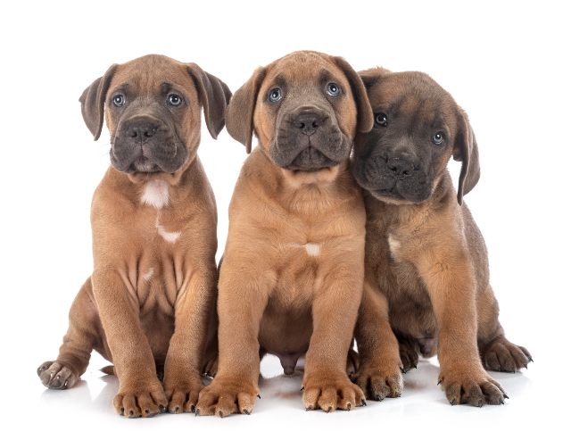 cane-corso-marron