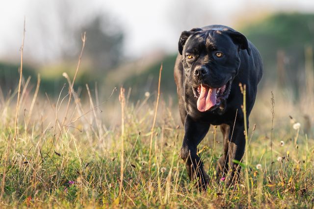 cane-corso-negro