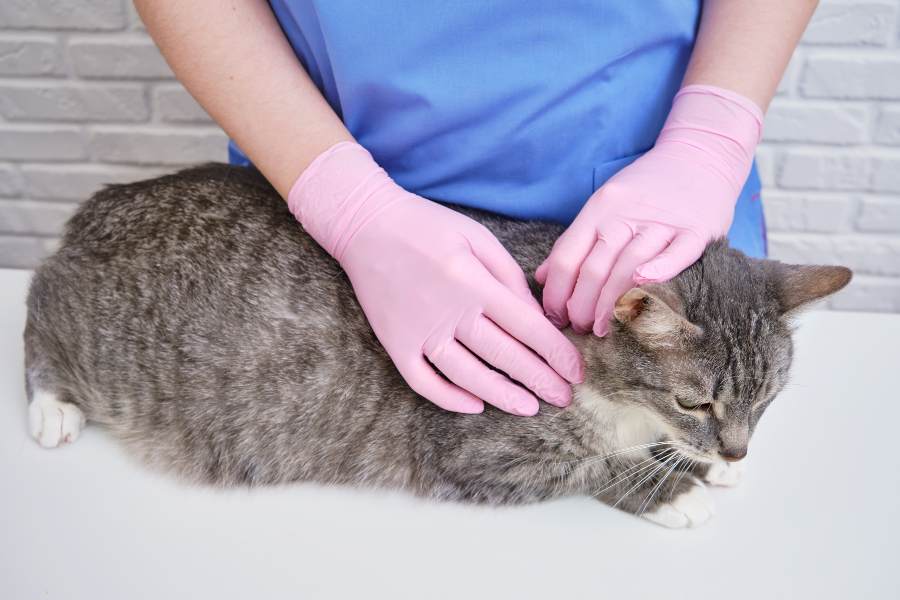 A uniformed veterinarian examines a cat at a pet clinic, close-up