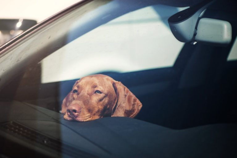 Pode deixar o seu cão no carro?