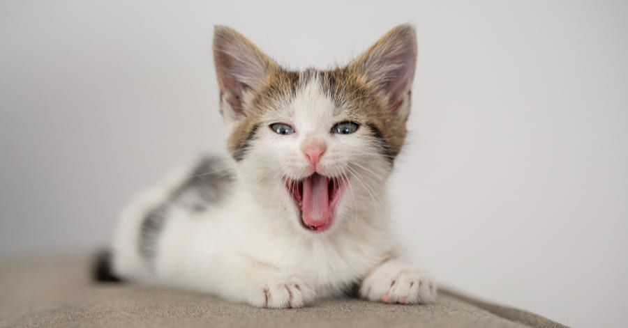 Causas da respiração ofegante nos gatos