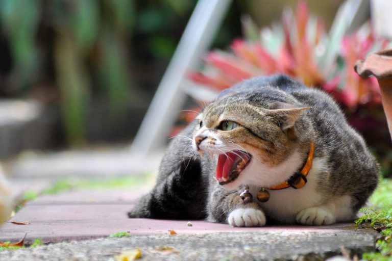 Stress em gatos: causas, sintomas e tratamento