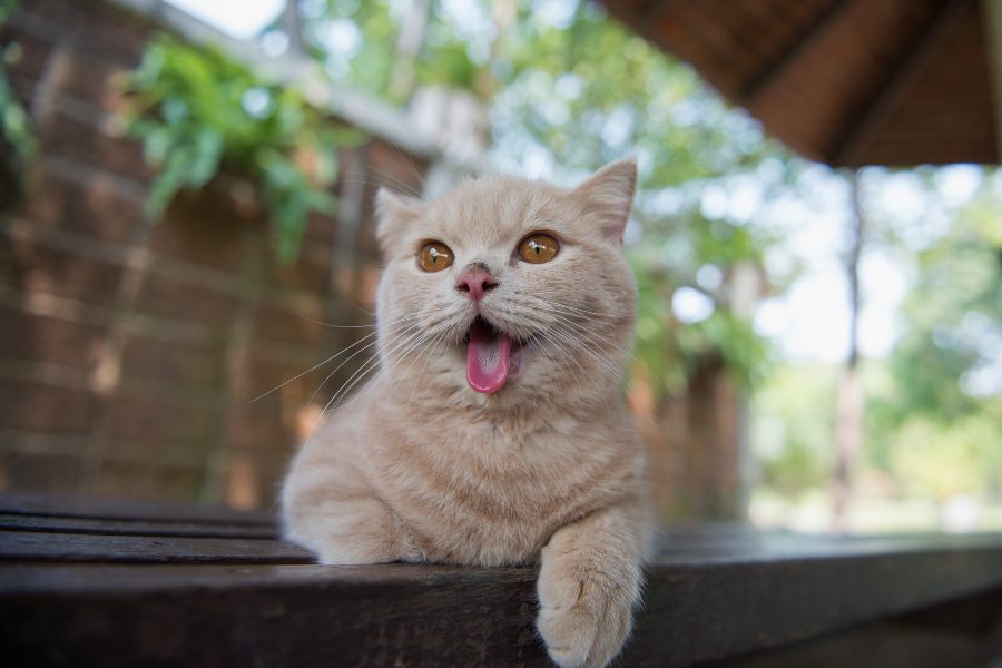 Os gatos ficam ofegantes?