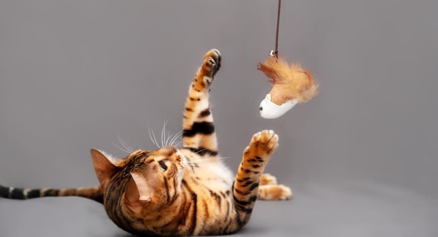 Por que é que os gatos ficam stressados?