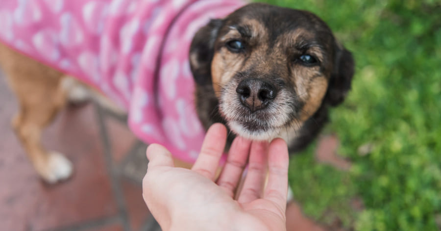 O que devo considerar ao adotar um cão mais velho?