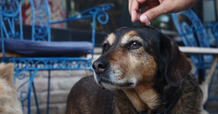 O que devo ter em mente ao adotar um cão mais velho?