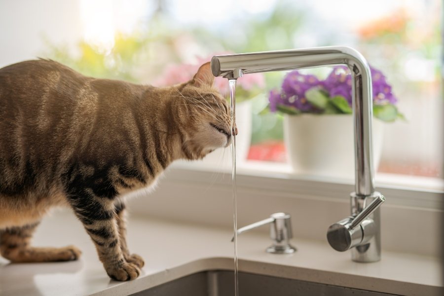 Conselhos para cuidar do seu gato no verão