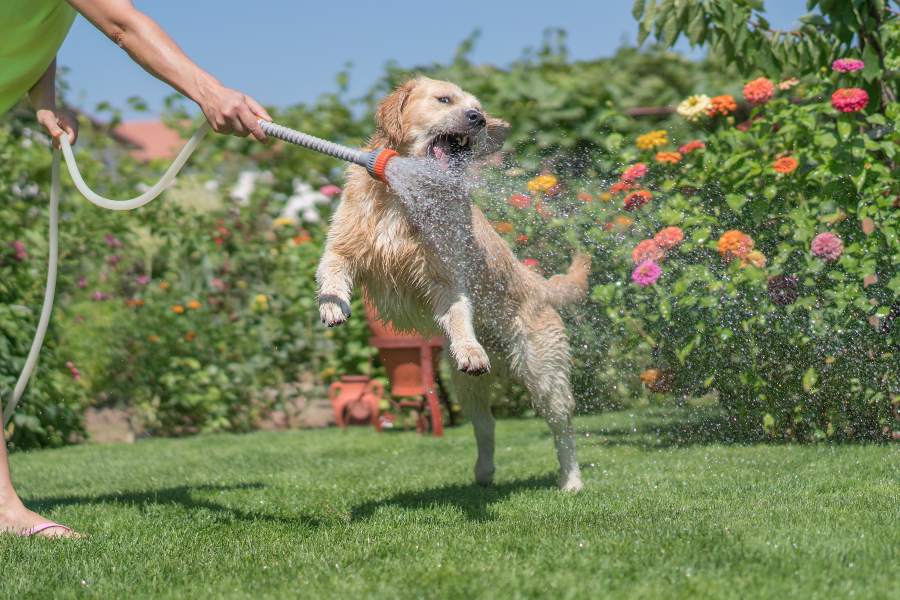 Descubra como manter um cão fresco no verão