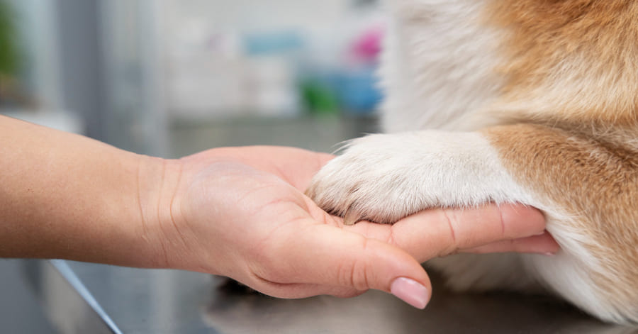 Causas comuns de pododermatite em cães