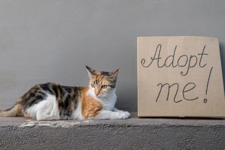 Como adotar um gato?