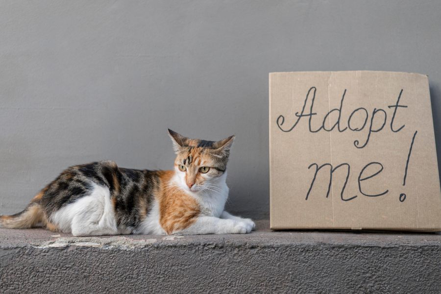 Como adotar um gato?