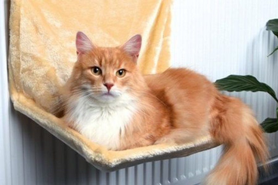 Descobre as camas aquecidas para gatos friorentos