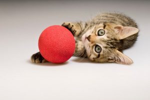 Brincar, o desporto favorito dos gatos