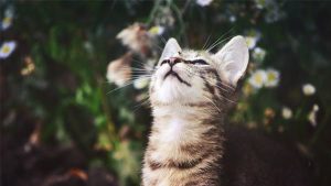 Como-e-quando-desparasitar-um-gatinhos