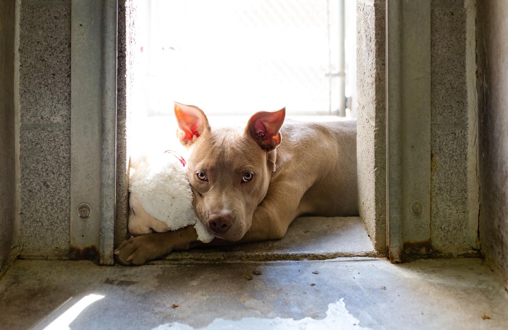 Recolha Solidária de alimentos e bens essenciais para Associações de Proteção Animal-min