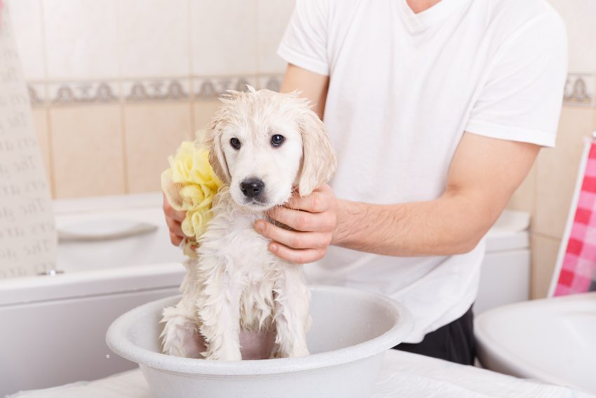 o que é necessário para dar banho a um cachorro