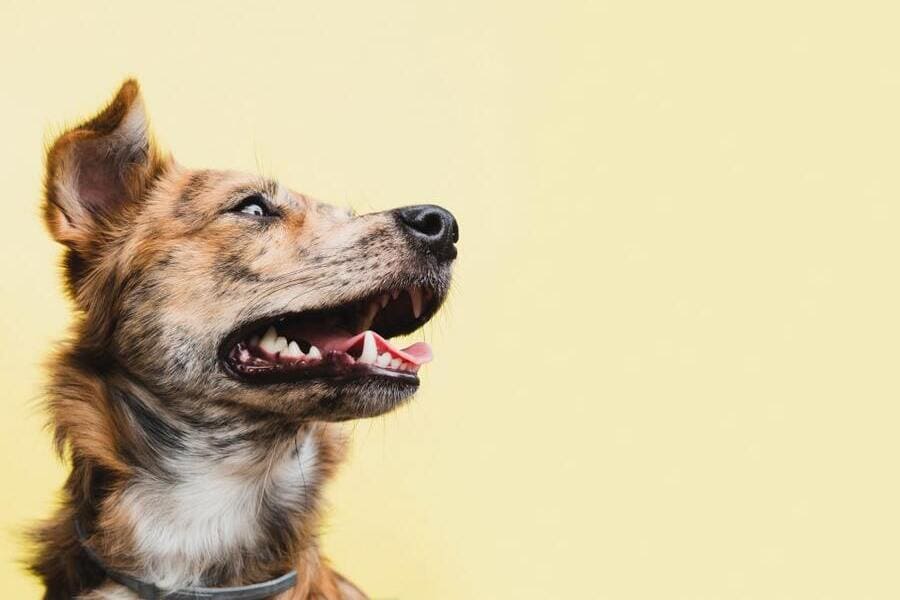 Como proteger o seu cão da leishmaniose canina