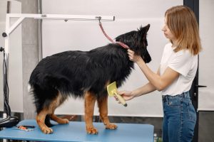 Como habituar o seu cachorro a ir ao cabeleireiro desde o primeiro dia