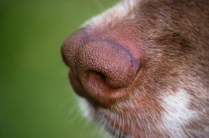 Cuidar da pele do seu cão no inverno