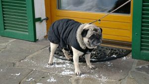 Os cães devem ou não usar roupa?