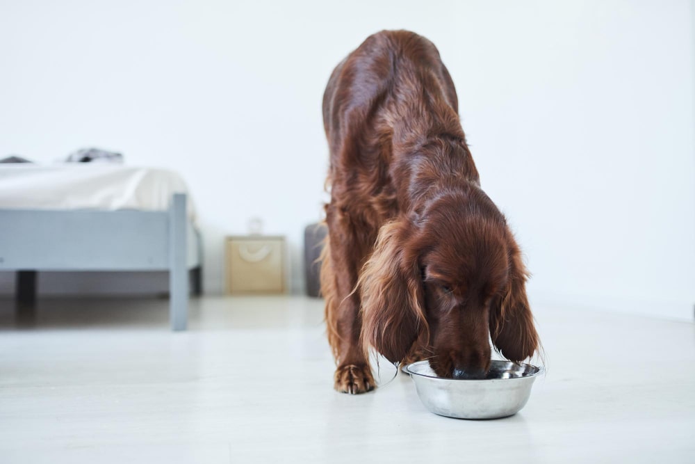 Recomendações de alimentação para cães no inverno