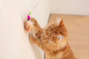 Como brincar com o seu gato