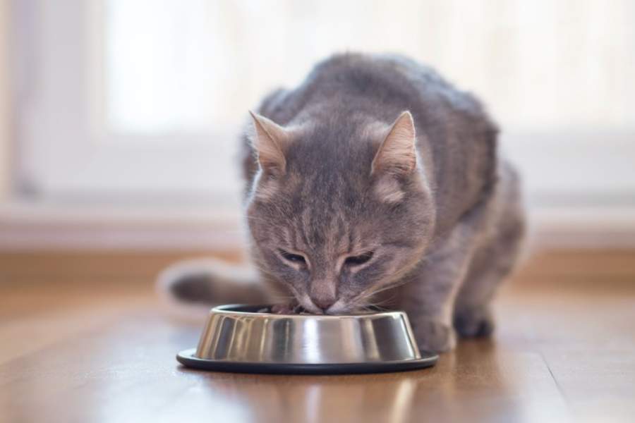 Como mudar corretamente a ração do seu gato