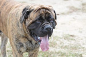 Melhores antiparasitários contra as pulgas
