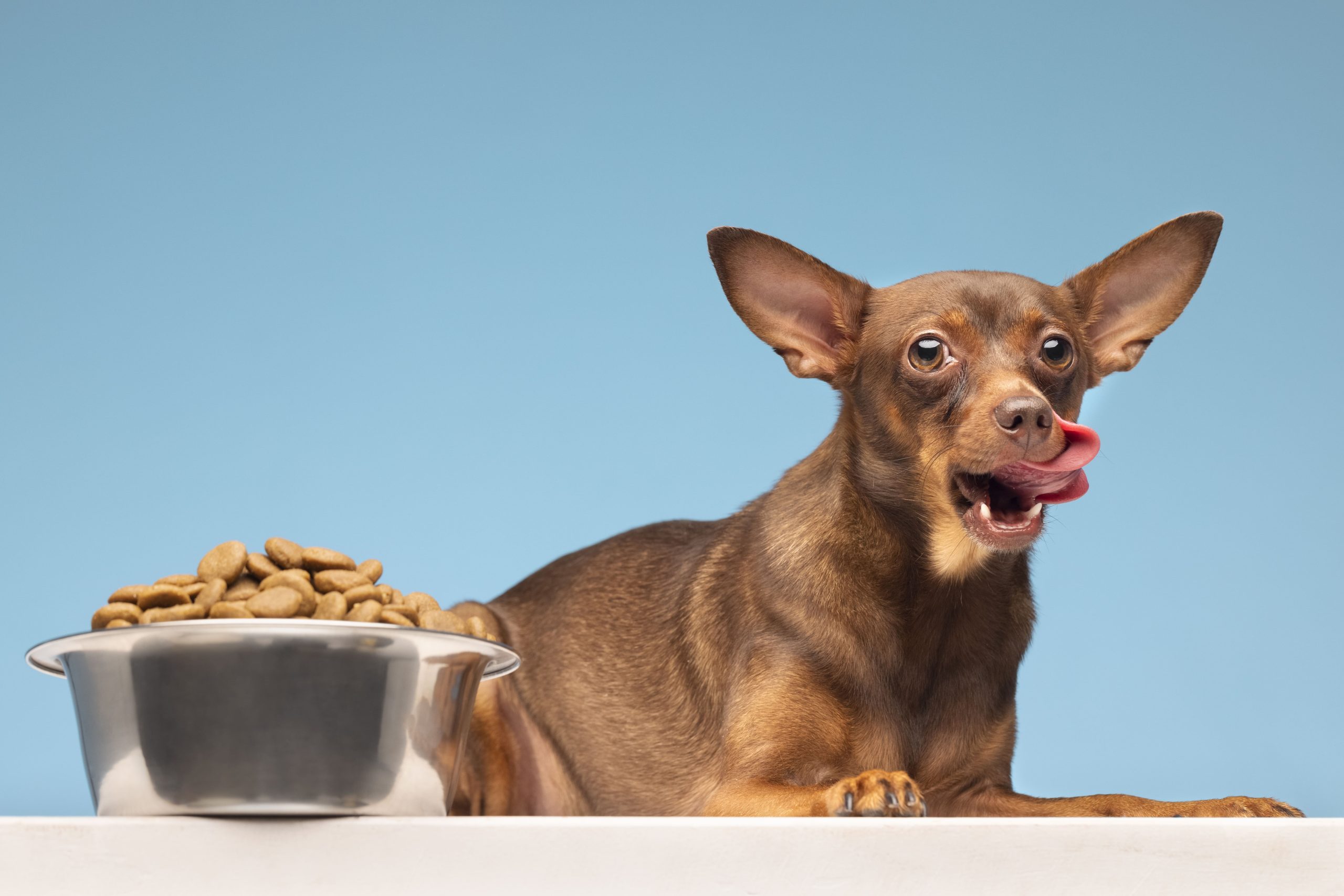 Como mudar corretamente a ração dos cães