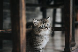 Os melhores acessórios para o seu gatinho