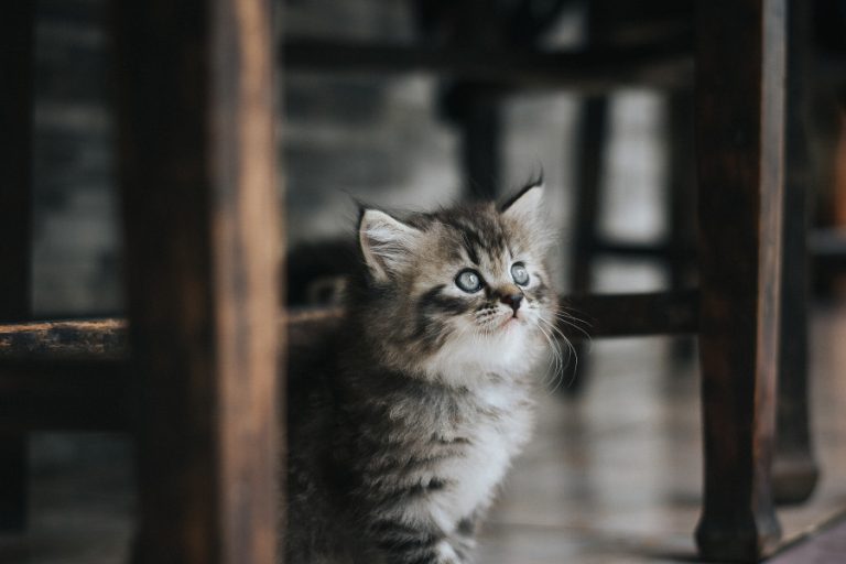 Os melhores acessórios para o seu gatinho