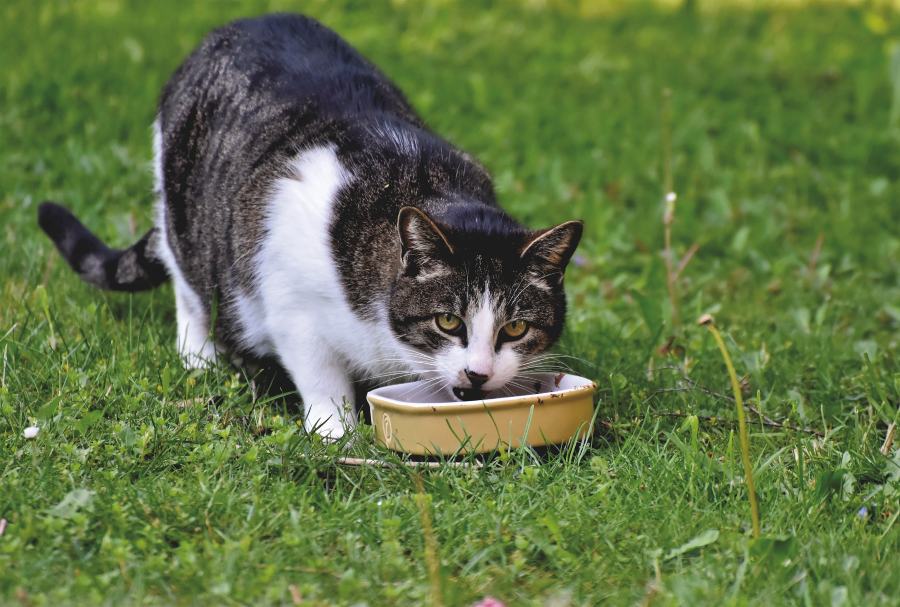 Como cuidar de um gatinho recém-nascido órfão • Tiendanimal Blog