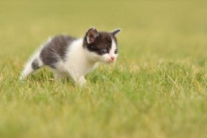 Carraças nos gatos: sintomas, como remover e prevenir