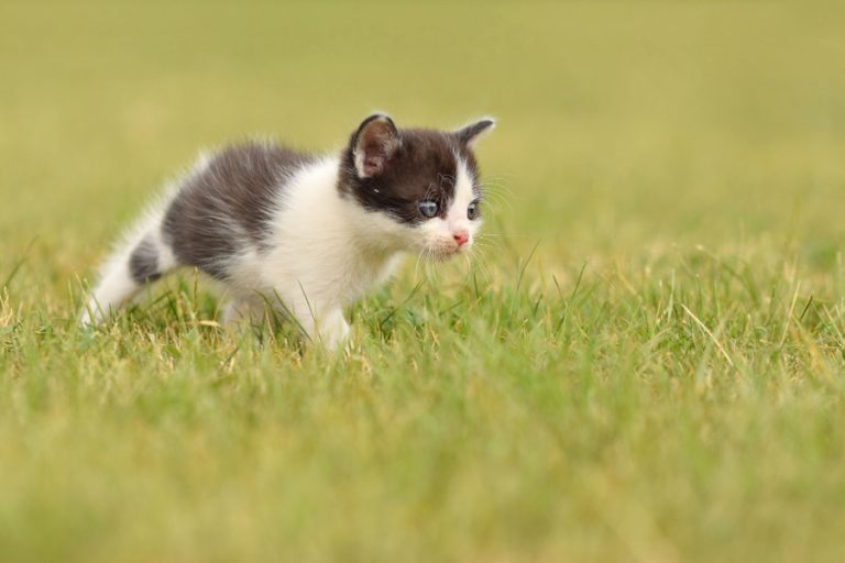 Carraças nos gatos: sintomas, como remover e prevenir