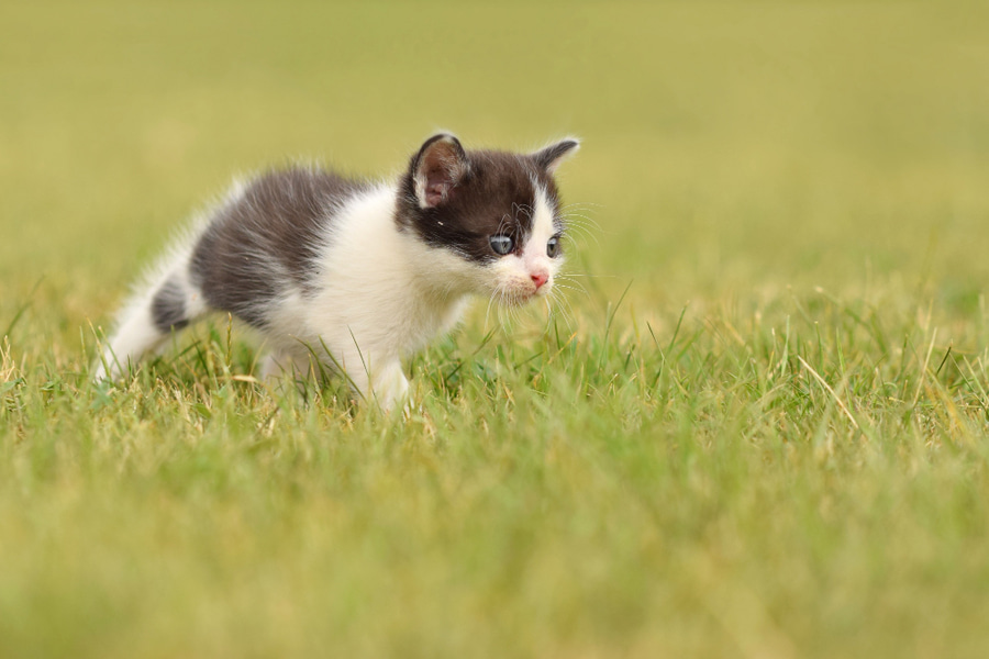 Carraças nos gatos: sintomas, como remover e prevenir